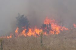 Bingöl Ilıcalar beldesinde orman yangını