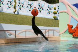 Gaziantep’te fokların gösterileri yoğun ilgi görüyor