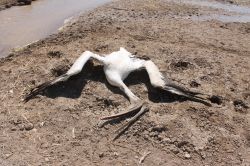 Göle akan kirli su hayvanları öldürüyor