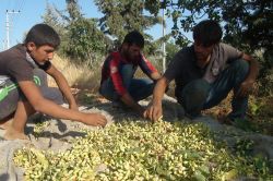 Gaziantep’te boz fıstık hasadına başlandı
