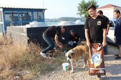 Sıcaktan bunalan sokak hayvanları için çalışma başlatıldı