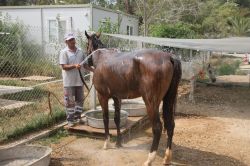 Adana’da sıcaktan bunalan hayvanlar suyla serinletildi