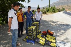 Yetiştirdikleri sebze ve meyveleri yol kenarlarında satıyorlar