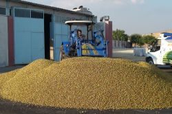 Gaziantep’te fıstık işletmeleri hummalı bir şekilde çalışıyor