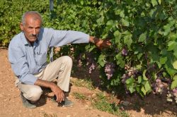 Batman’da yeni sistemle üzüm verimi katlandı