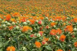 Muş Aspir bitkisi üretiminde dünyada ilk sıralarda