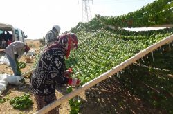 Kurutmalık sebzelere olan ilgi kurutmacıların yüzünü güldürüyor