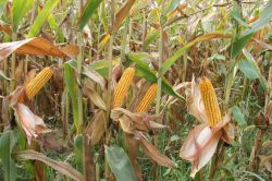 Çukurova’da mısır hasadı başladı