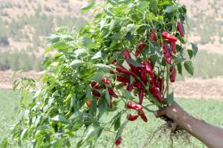 İslahiye’de kanserojen etkisi olmayan biber üretildi