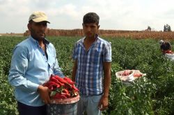 Adana’da salçalık biber hasadı başladı