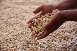 Fıstığın  rekoltesi bu yıl yüksek