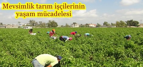 Mevsimlik tarım işçilerinin yaşam mücadelesi