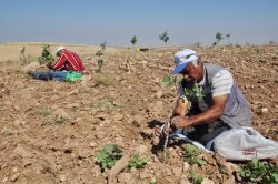 Fıstık üreticileri sulama imkânı istiyor