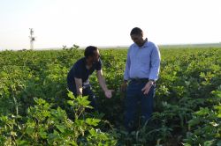 Pamuk üreticilerine dikenli kurt uyarısı