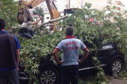 Şiddetli rüzgâr ağaç devirdi