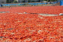 Şanlıurfa’da isot sezonu başladı