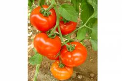 “Domatesin başkentinde alarm zilleri çalıyor”