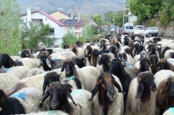 Veterinerlerden besicilere önemli uyarılar