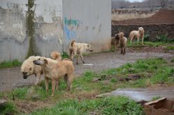 “Hayvan hakları bakanlığı kurulsun”