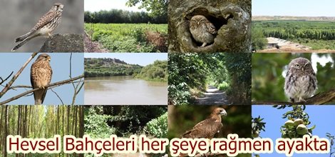 Hevsel Bahçeleri her şeye rağmen ayakta