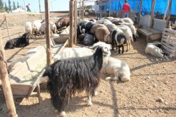 “Bu yıl 500 TL’ye kurbanlık almak mümkün”