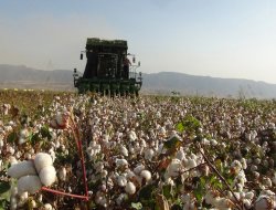 Şanlıurfa pamuğu kaliteyi arttırdı