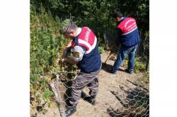 Tarlasında ekili kenevirleri sulayan şahıs yakalandı