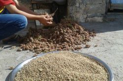 Sumak hasadı başladı