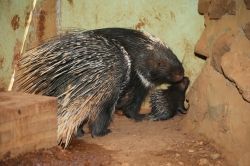 Hayvanat bahçesinin yeni sakinleri ilgi odağı oldu video