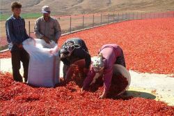 İslâhiye’de biber hasadına başlandı foto
