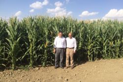 Muş’ta danelik mısırda çeşit verim denemesi yapıldı