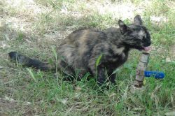 Ceylanpınar'da sokak hayvanlarının sıcakla mücadelesi