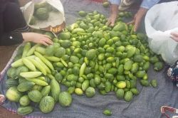 Midyat’a has acur turşusu farklı illere gönderiliyor