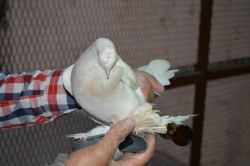 Aşı yapılmayan kanatlı hayvanlar ölüm riski taşıyor