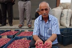 Antepfıstığı ekonomik olarak bölge için önemli ürüründür