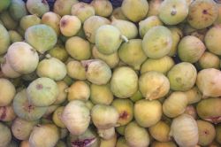 Yeşil Xurs incirleri tezgahtaki yerini aldı