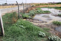 Midyat’ta çevreye akan lağım hastalık saçıyor video foto