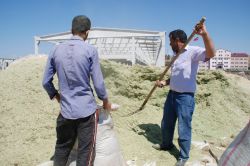 Ağrı’da çiftçiler endişeli