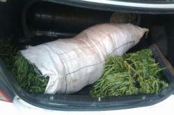 Diyarbakır’da uyuşturucu baskını