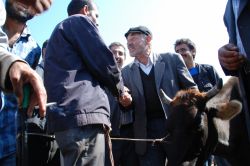 Ağrı Hayvan Borsasında Kurban Bayramı hareketliliği