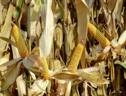 Siirt’te TMO mısır alımına başlıyor