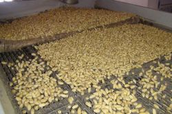 Baklavalık fıstık hazırlayan tesislerde yoğunluk