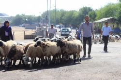 Çatışmalar hayvan satıcılarını da olumsuz etkiledi