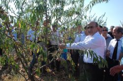 Adıyaman’da badem hasadı başladı