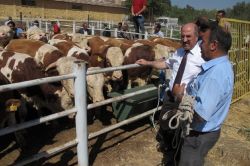 Simental cinsi damızlık boğa dağıtımı yapıldı