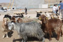 Van'da kurbanlıklar görücüye çıktı