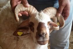 5 boynuzlu koç, görenleri hayrete düşürüyor