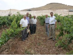 Bağcılık Uzmanları Batman'da İncelemede Bulundu