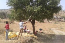 Batman’da badem hasadı