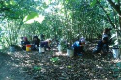 Mevsimlik fındık işçileri, çalışma koşullarını anlattı